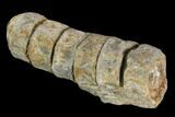 6.9" String of Ichthyosaurus Vertebrae - Whitby, England - #130199-3